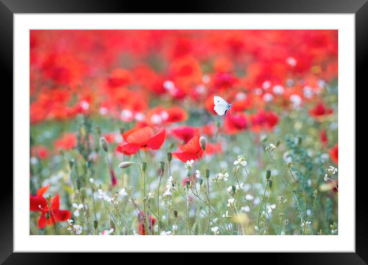 Wild Butterfly on Red poppies Framed Mounted Print by John Finney