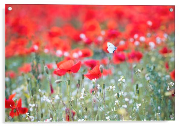 Wild Butterfly on Red poppies Acrylic by John Finney