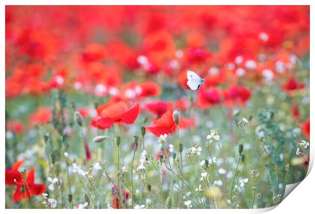Wild Butterfly on Red poppies Print by John Finney