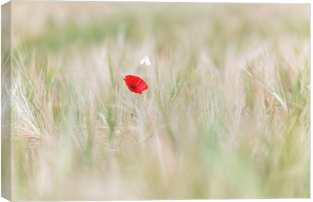 Wild Butterfly with a lone red poppy Canvas Print by John Finney