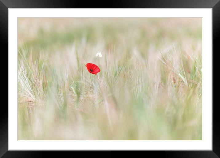 Wild Butterfly with a lone red poppy Framed Mounted Print by John Finney