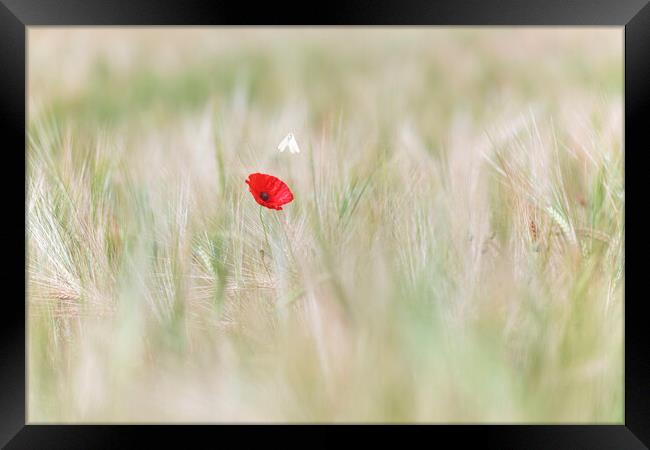 Wild Butterfly with a lone red poppy Framed Print by John Finney