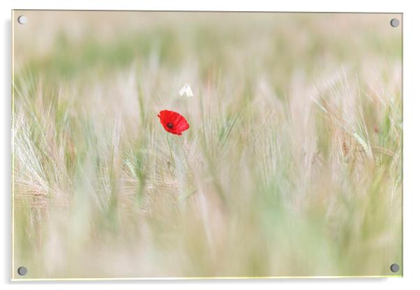 Wild Butterfly with a lone red poppy Acrylic by John Finney