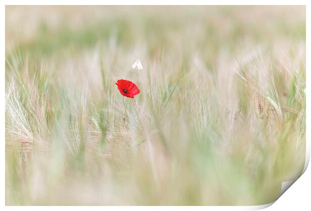 Wild Butterfly with a lone red poppy Print by John Finney
