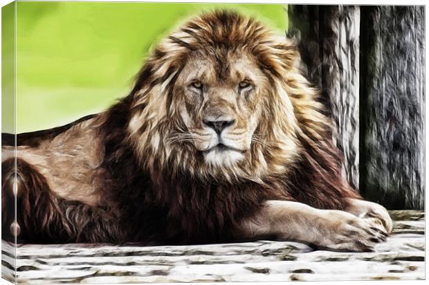Old Lion Canvas Print by Sam Smith