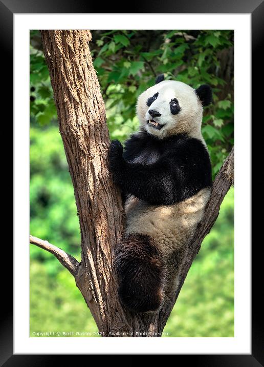 Bamboo Doesn’t Grow on Trees! Framed Mounted Print by Brett Gasser