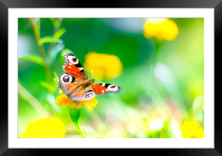 European peacock butterfly over bright colors Framed Mounted Print by Laurent Renault