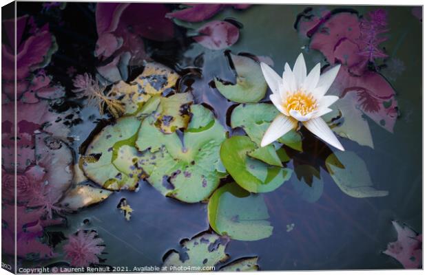 White waterlily or lotus flower in pond Canvas Print by Laurent Renault