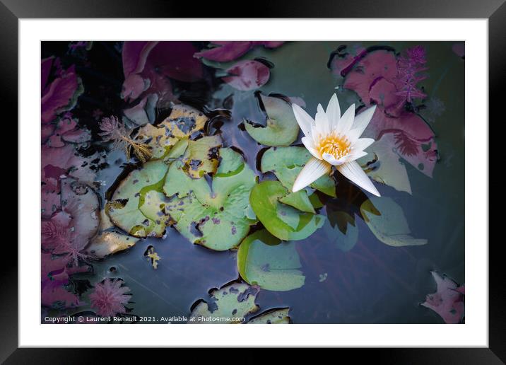 White waterlily or lotus flower in pond Framed Mounted Print by Laurent Renault