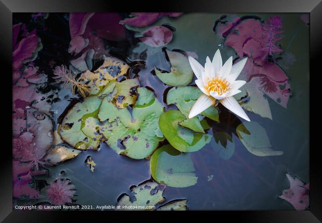 White waterlily or lotus flower in pond Framed Print by Laurent Renault