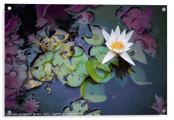 White waterlily or lotus flower in pond Acrylic by Laurent Renault
