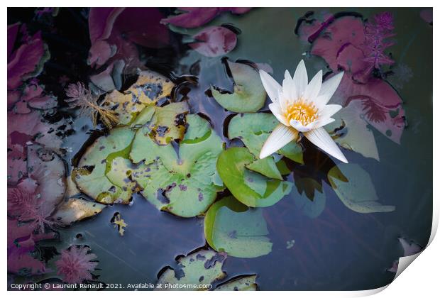 White waterlily or lotus flower in pond Print by Laurent Renault