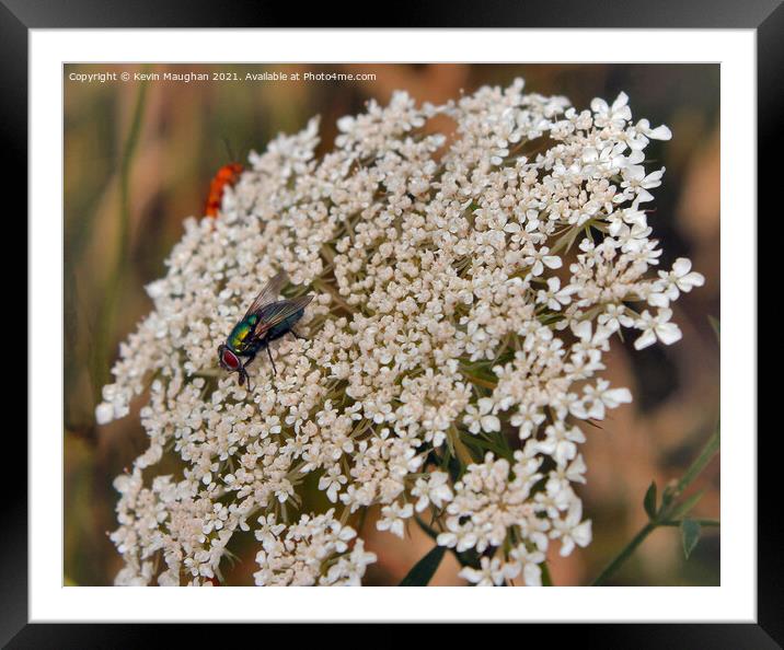 The Majestic Bluebottle Fly Resting on Queen Anne' Framed Mounted Print by Kevin Maughan