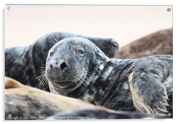  Grey Seal resting Acrylic by Ivan Felton-Glenn