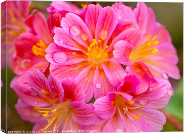 Lewisia Elise flowers with Water Droplets Canvas Print by Angela Cottingham