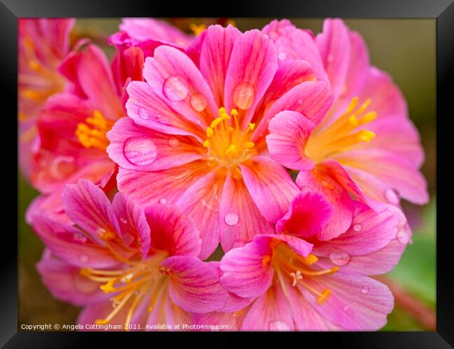Lewisia Elise flowers with Water Droplets Framed Print by Angela Cottingham