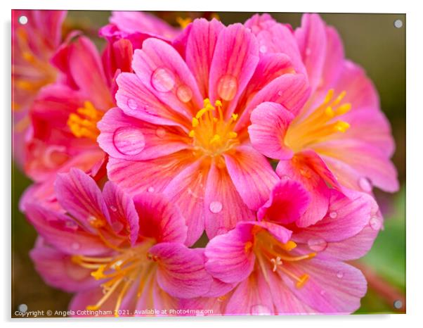 Lewisia Elise flowers with Water Droplets Acrylic by Angela Cottingham