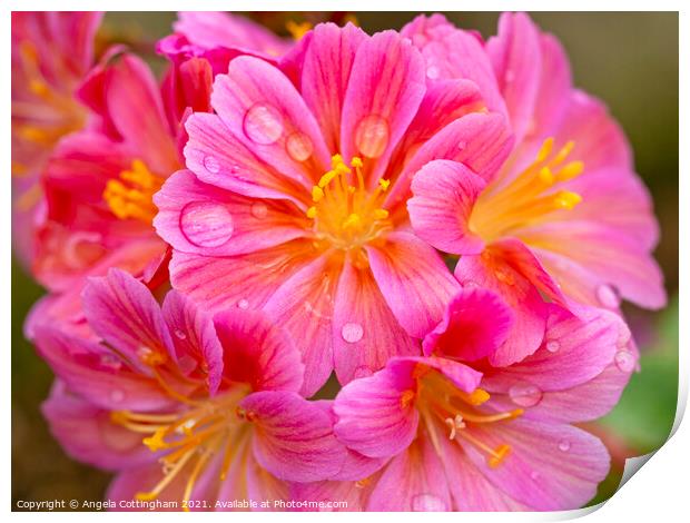 Lewisia Elise flowers with Water Droplets Print by Angela Cottingham