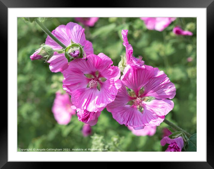 Tree Mallow  Framed Mounted Print by Angela Cottingham