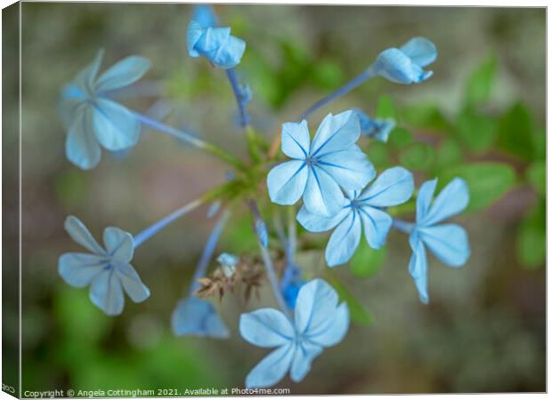 Blue Plumbago Flowers Canvas Print by Angela Cottingham