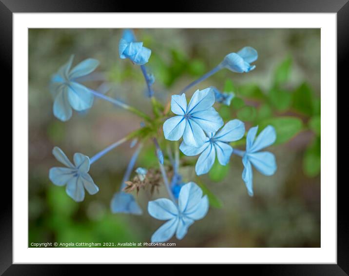 Blue Plumbago Flowers Framed Mounted Print by Angela Cottingham
