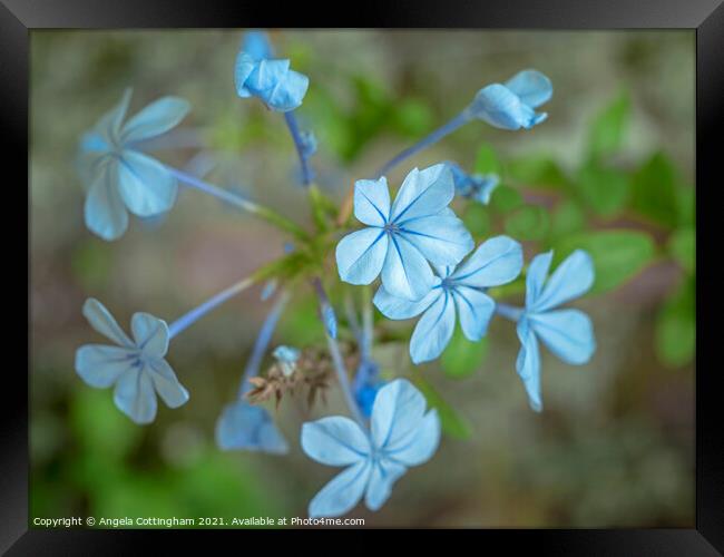 Blue Plumbago Flowers Framed Print by Angela Cottingham
