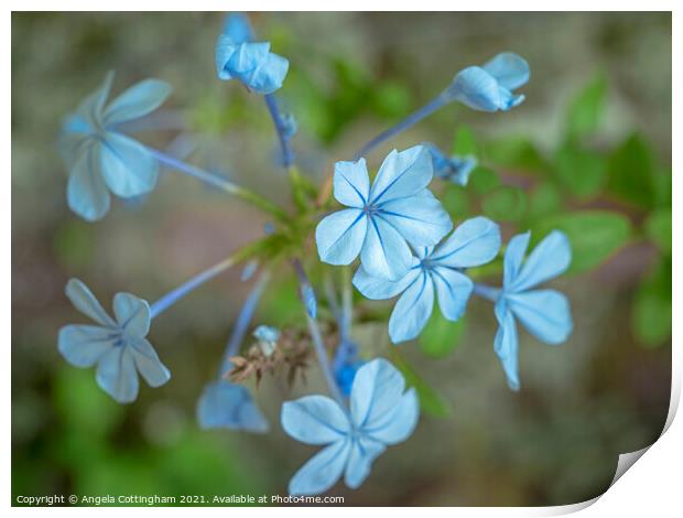 Blue Plumbago Flowers Print by Angela Cottingham