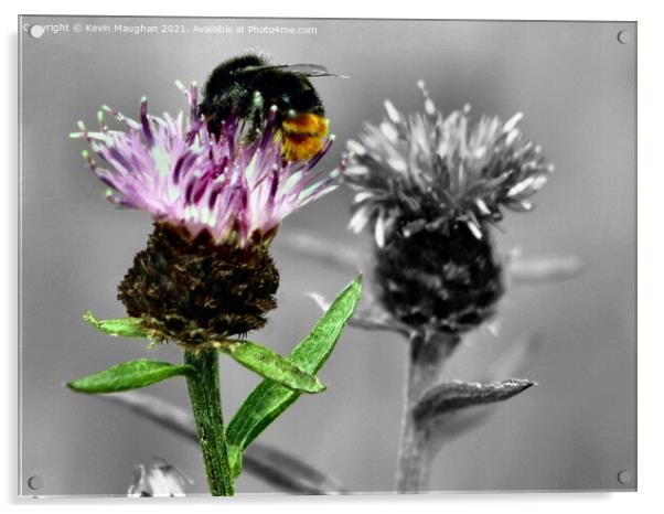 Honey Bee On A Milk Thistle Acrylic by Kevin Maughan