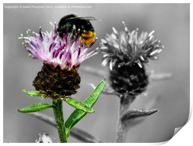 Honey Bee On A Milk Thistle Print by Kevin Maughan