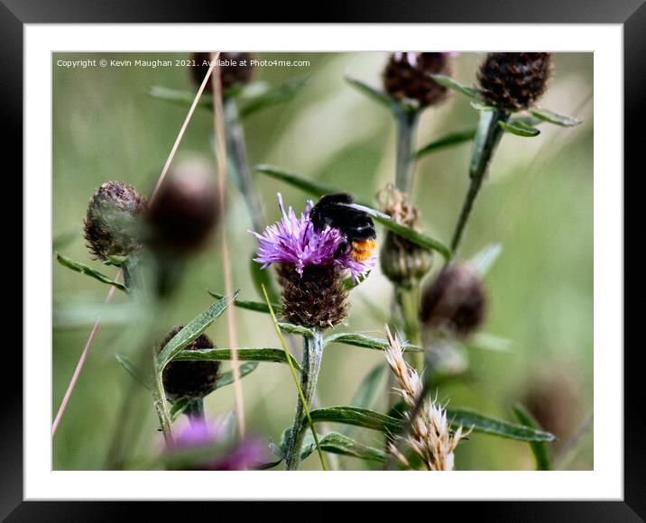 The Majestic Honey Bee: A Pollinator's Paradise Framed Mounted Print by Kevin Maughan