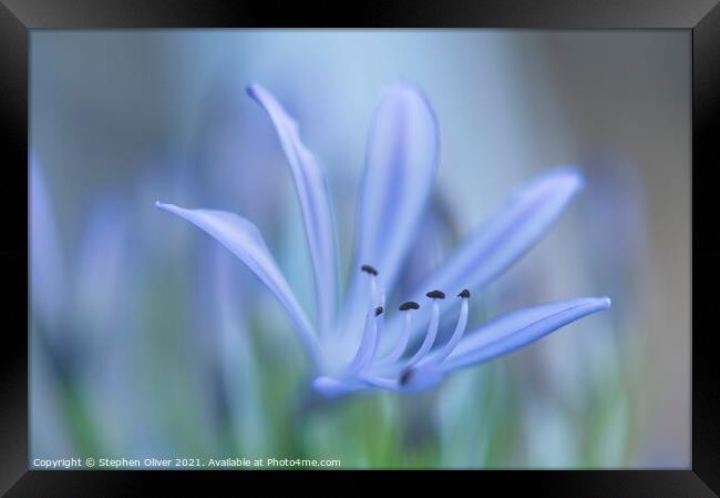 Agapanthus Art Framed Print by Stephen Oliver