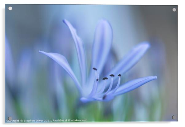 Agapanthus Art Acrylic by Stephen Oliver