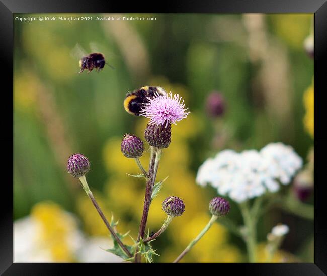 Busy Bees on Milk Thistle Framed Print by Kevin Maughan
