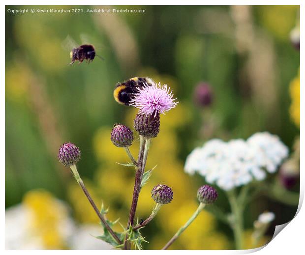 Busy Bees on Milk Thistle Print by Kevin Maughan