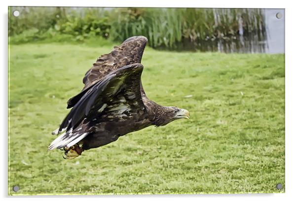 Sea Eagle Acrylic by Sam Smith