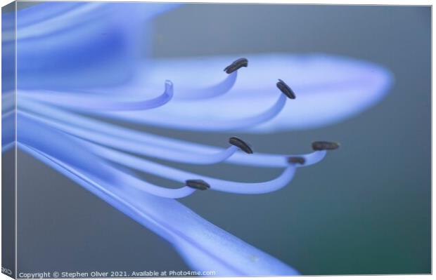 Abstract Agapanthus Canvas Print by Stephen Oliver