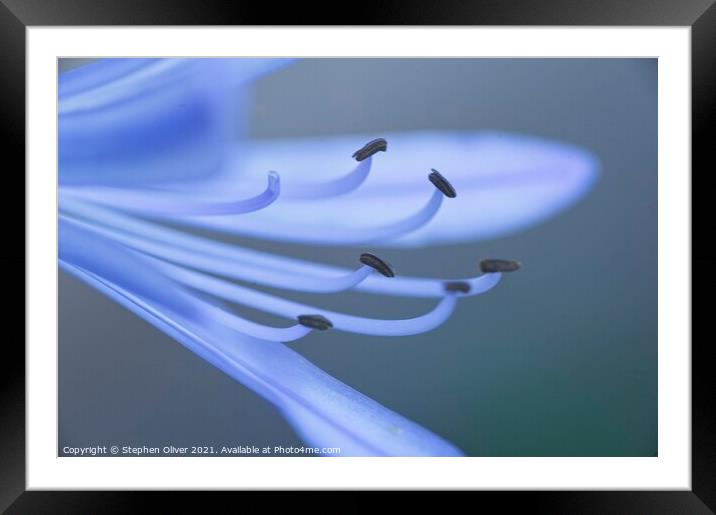 Abstract Agapanthus Framed Mounted Print by Stephen Oliver