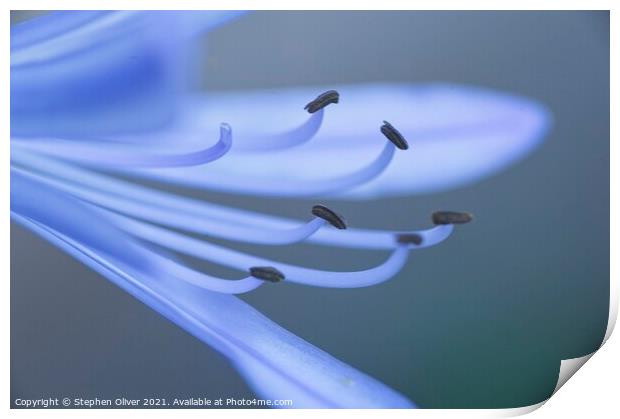 Abstract Agapanthus Print by Stephen Oliver