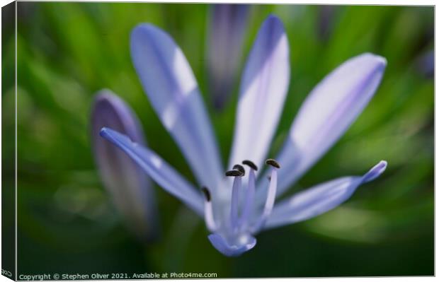 Agapanthus  flower Canvas Print by Stephen Oliver