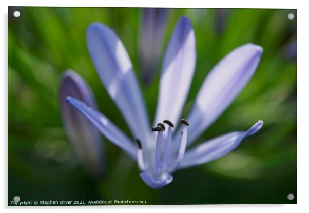 Agapanthus  flower Acrylic by Stephen Oliver