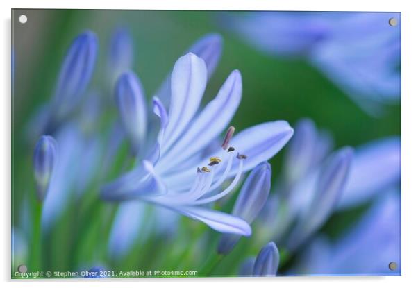 Agapanthus flower Acrylic by Stephen Oliver