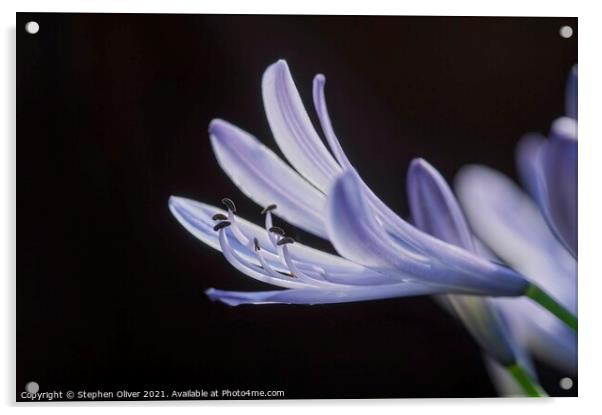 Abstract Agapanthus Acrylic by Stephen Oliver
