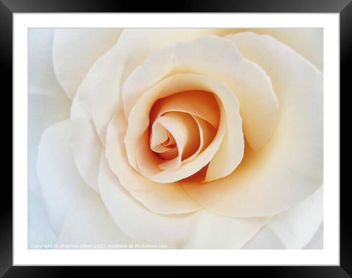 Abstract Rose Framed Mounted Print by Stephen Oliver