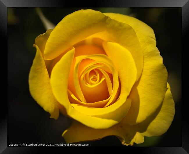 The Yellow Rose Framed Print by Stephen Oliver