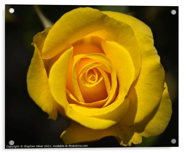 The Yellow Rose Acrylic by Stephen Oliver