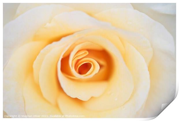 Abstract Rose Print by Stephen Oliver