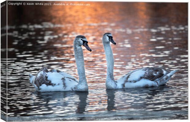 Two cygnet swans at dawn Canvas Print by Kevin White