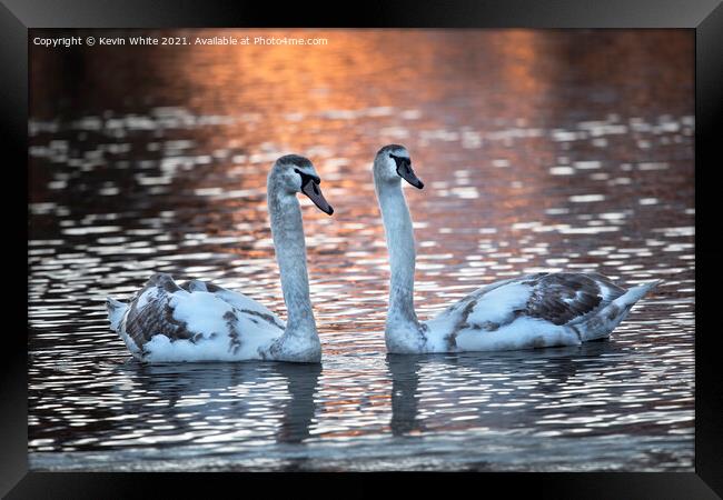 Two cygnet swans at dawn Framed Print by Kevin White