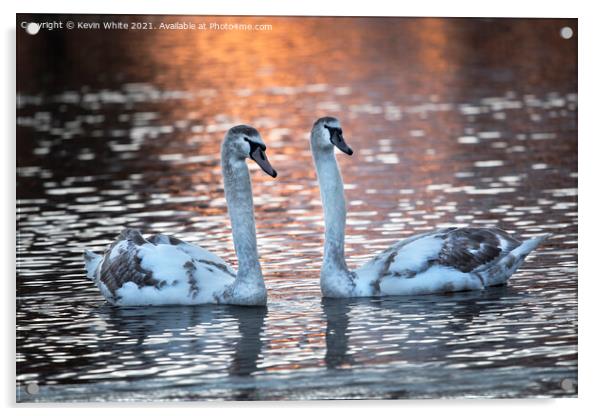 Two cygnet swans at dawn Acrylic by Kevin White
