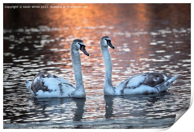 Two cygnet swans at dawn Print by Kevin White